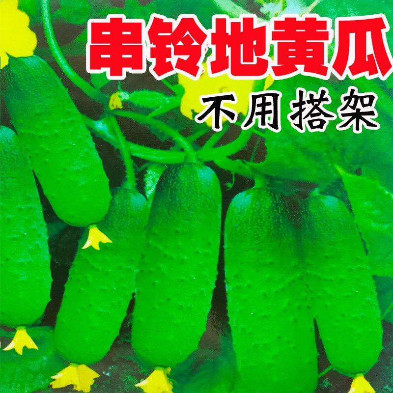 水果黄瓜种子地黄瓜种籽不用搭架甜脆春秋季阳台盆栽四季蔬菜种孑