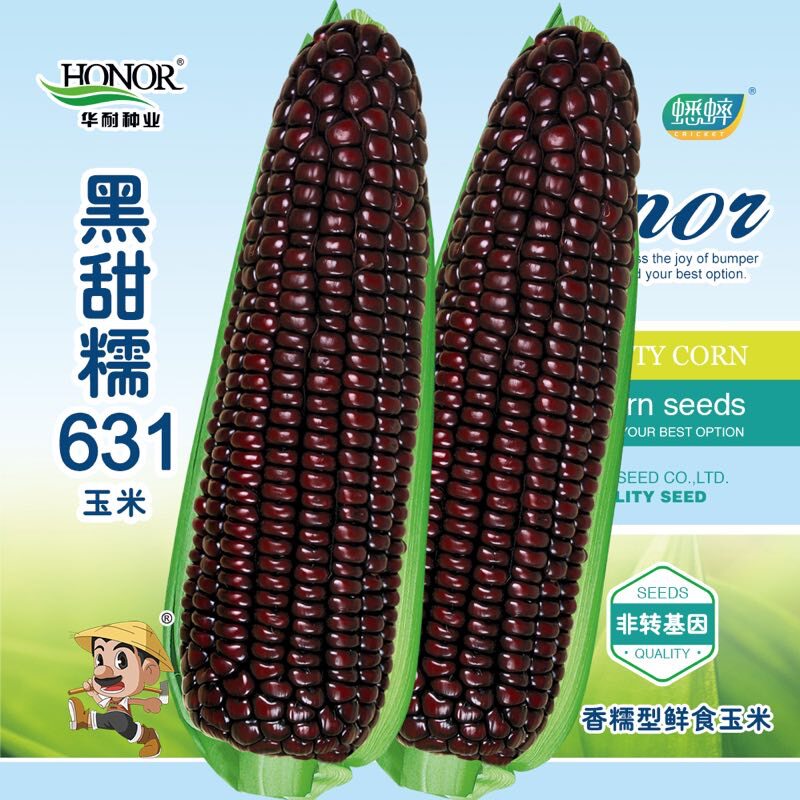 春秋播黑糯301玉米种子紫玉米种籽四季大田春夏季秋黑甜糯631蔬菜