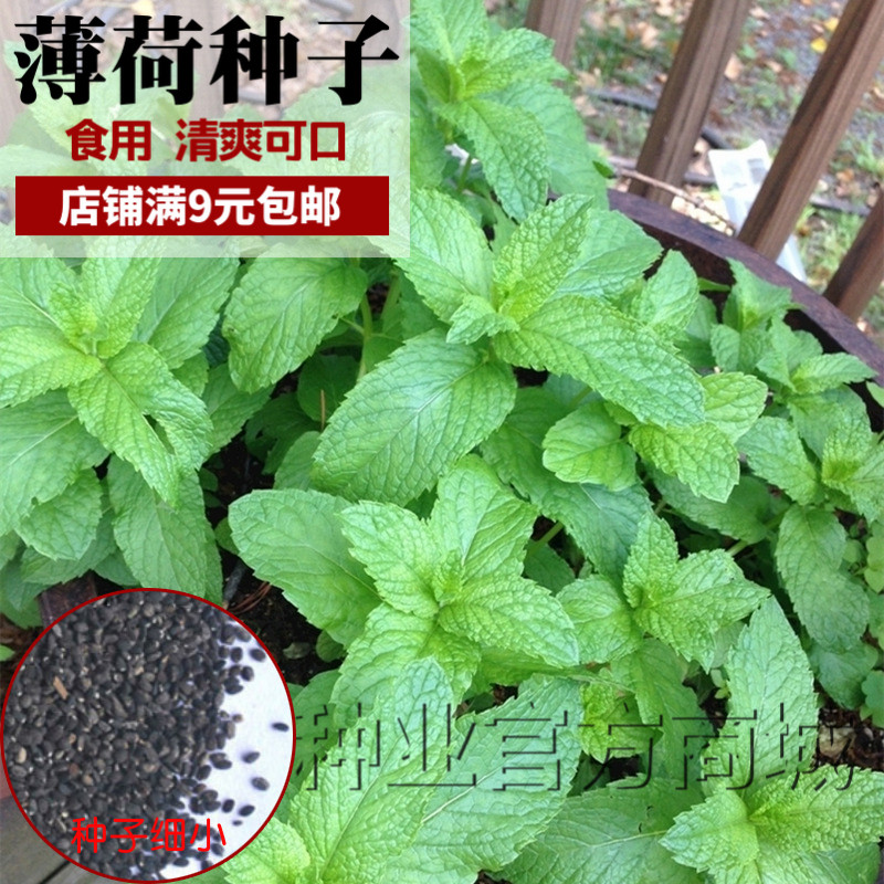 春秋播薄荷种子四季春播种植大叶食用薄荷种子室内阳台蔬