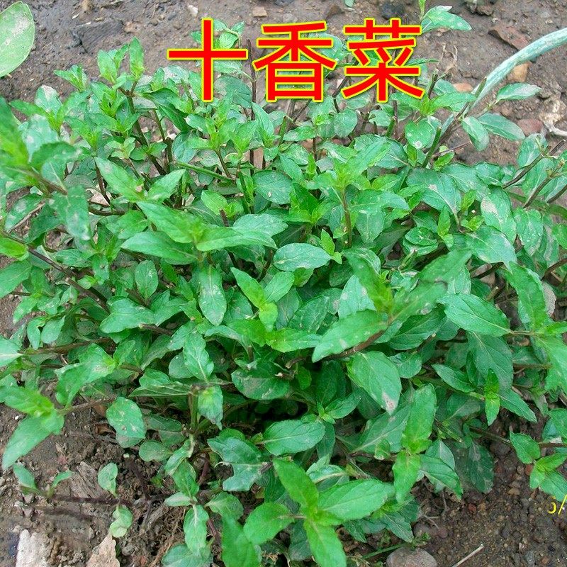 河南十香菜种籽食用鱼香草种子苗四季鱼香菜留兰香薄荷盆栽蔬菜孑