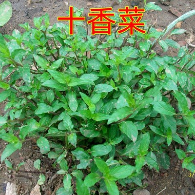 河南食用四季鱼香菜薄荷盆栽