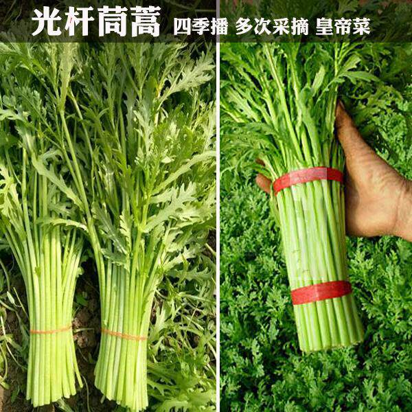 春秋播光杆茼蒿种子小叶茼蒿同蒿蓬蒿蒿菜菊花菜种子 桐花菜皇帝