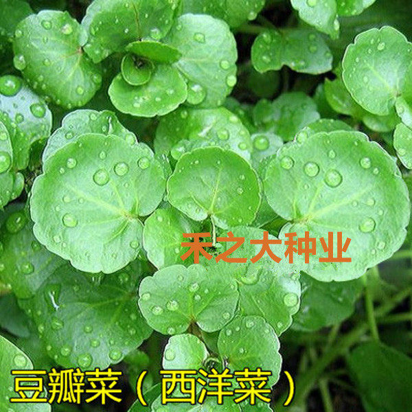 春秋播西洋菜种子豆瓣菜种子 被称为超及蔬菜种子阳台盆栽野菜四
