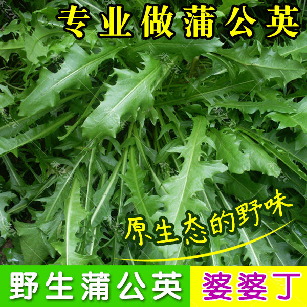 春秋播野生蒲公英种子的种籽四季婆婆丁孑春秋冬季种植药用盆栽蔬
