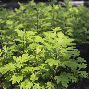 春秋播艾草种子 食用四季种野生艾叶大叶药用防蚊驱虫艾草香草种