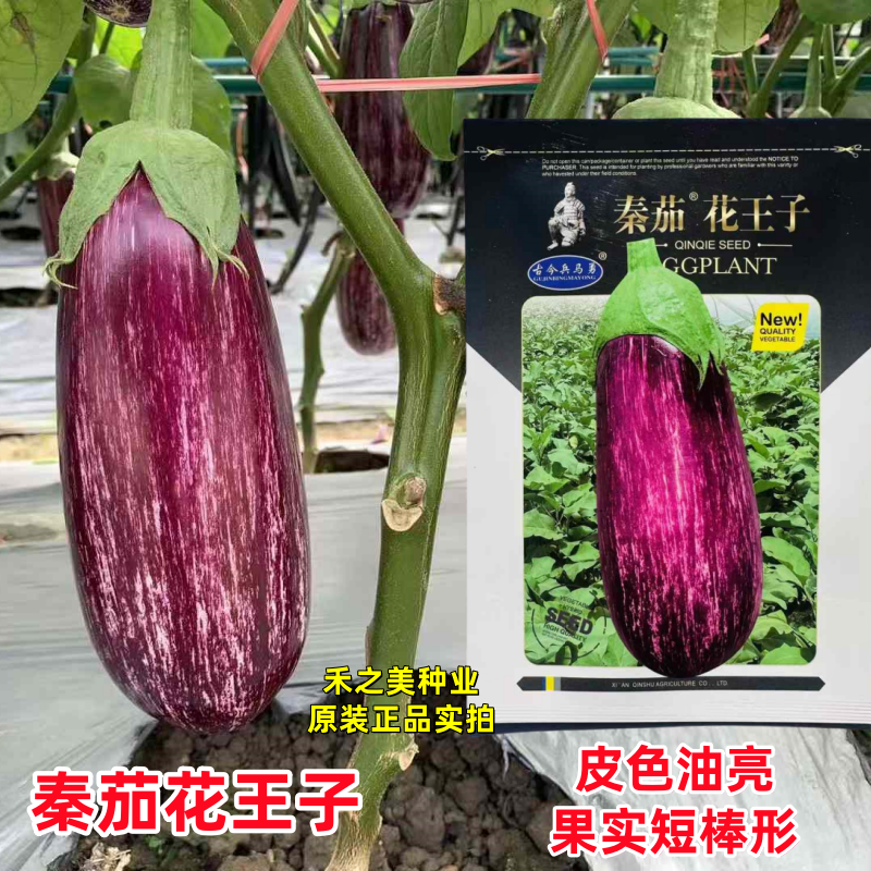 秦茄花王子茄子种子中早熟杂交花茄子种籽皮色油亮短棒形花茄种子