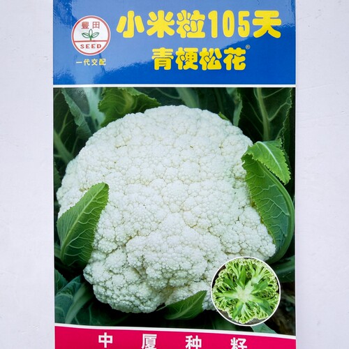 小米粒65/80/90/105天青梗松花菜种子高产抗病耐热早熟白花菜种籽