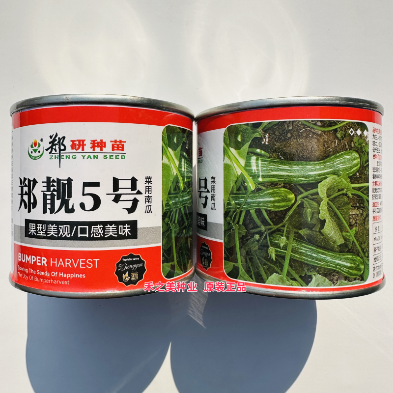 郑靓5号菜用南瓜种子早熟长圆条形南瓜杂交种春秋花皮菜南瓜种籽