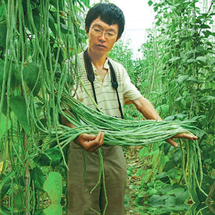 豆蔬菜种籽菜籽菜种孑豆种南方籽种 早熟长豆角种子苗高产豇豆四季