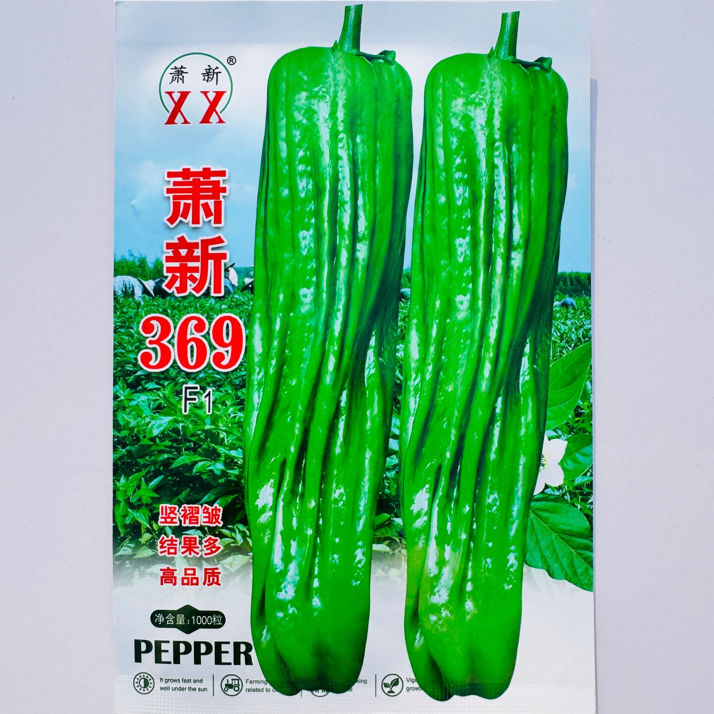 萧新369早熟薄皮青椒种子果色翠绿长灯笼型竖褶多辣味中等春秋播