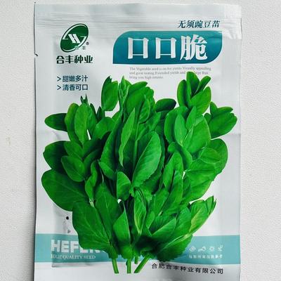 无须豌豆尖种子菜豌豆种籽水培豌豆苗籽芽苗菜种孑香豌豆种子四季