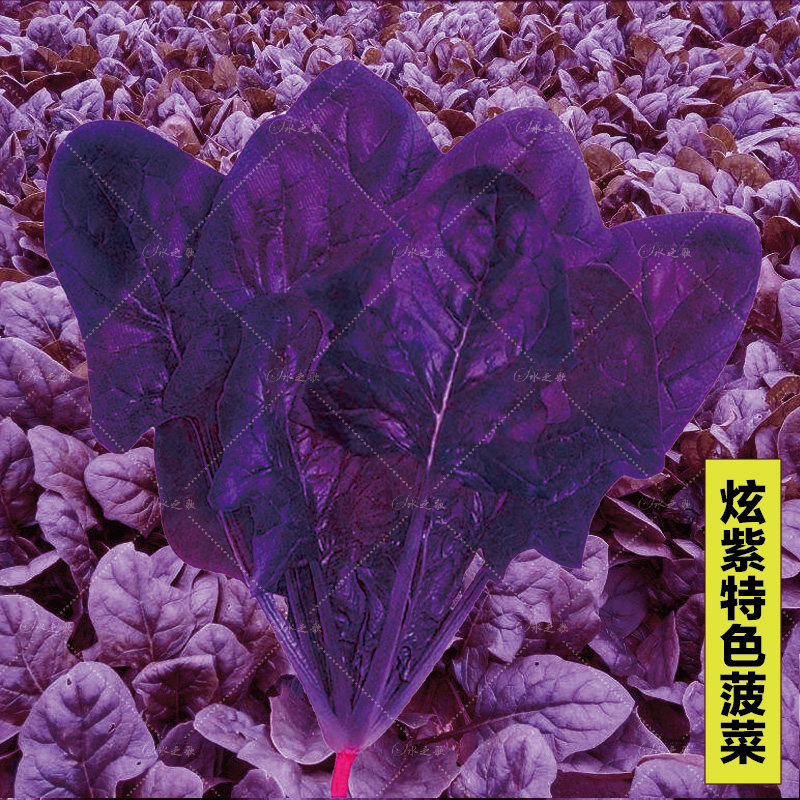 春秋播营养丰富紫菠菜种子 秋播蔬菜种子四季播菜籽家庭富含花青