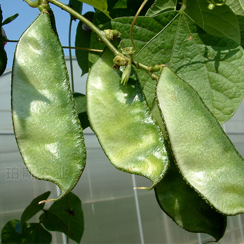 春秋红边眉豆扁豆种子籽 家庭种菜庭院阳台盆栽蔬菜四季播包邮