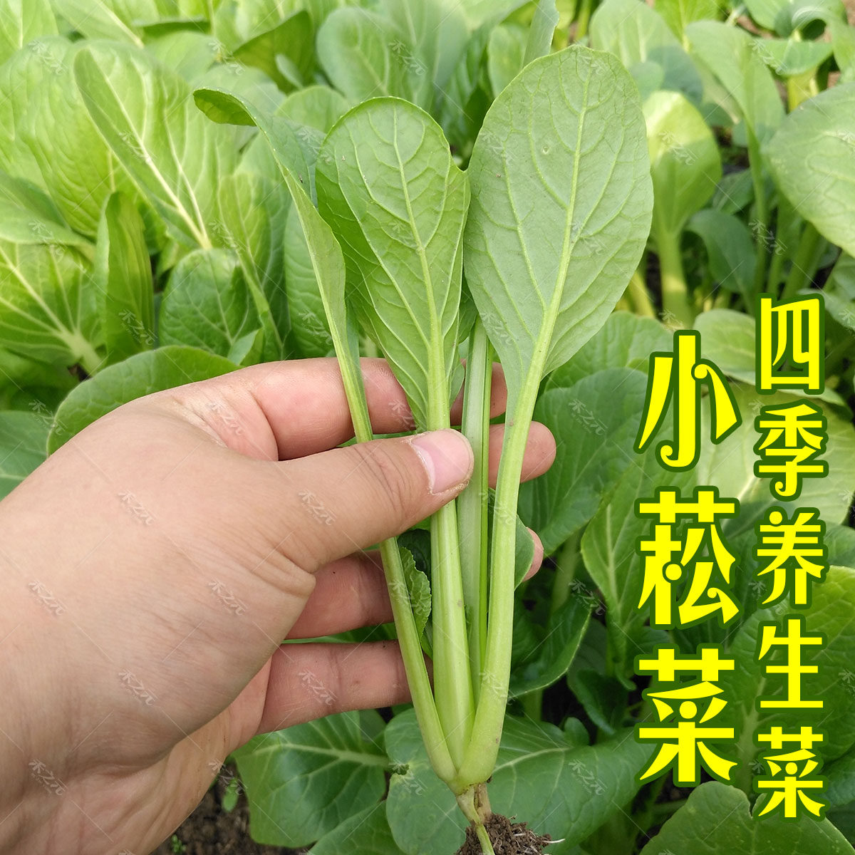 春秋小菘菜种子青菜种籽蔬菜盆栽春夏秋冬季春季农家阳台室内高钙