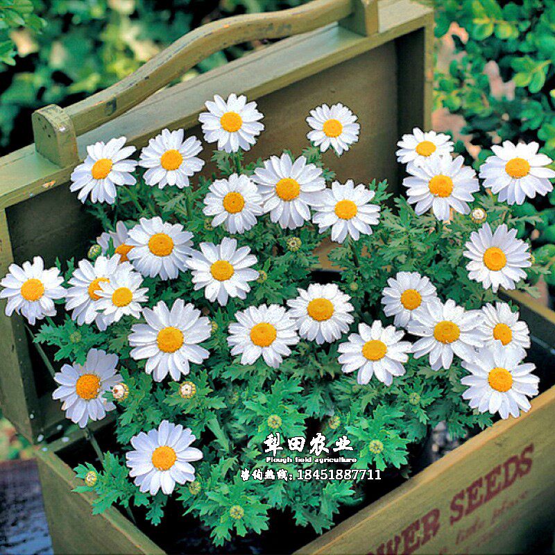 种子小白菊二年生耐寒草本花卉