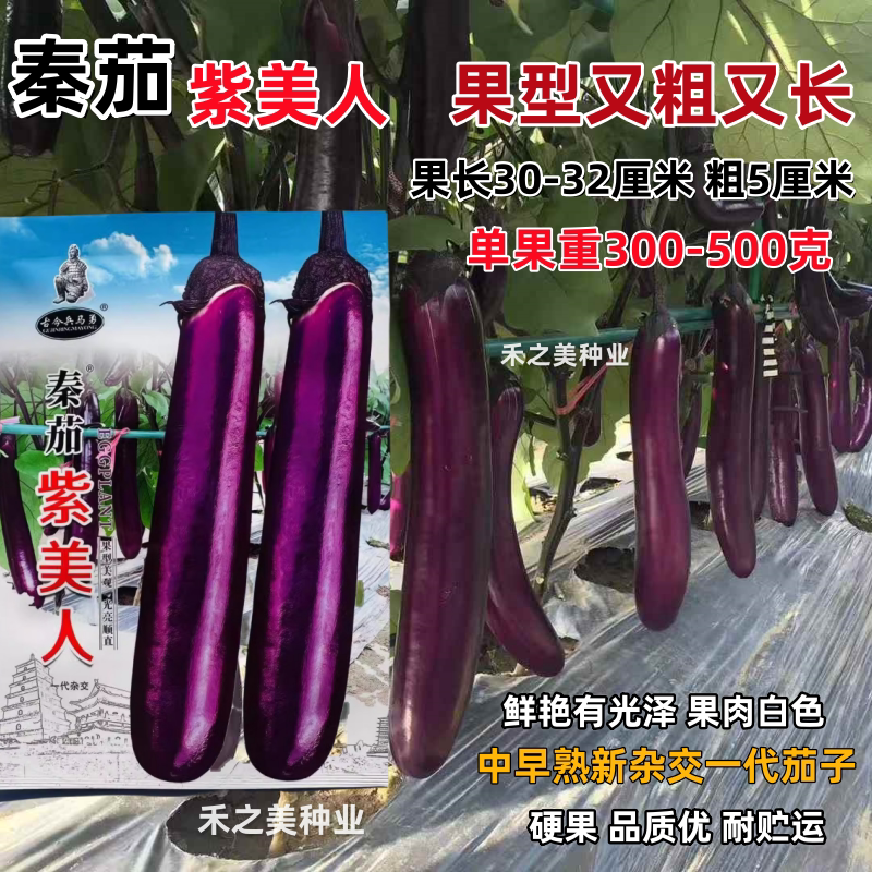 秦茄紫美人紫红长茄种子粗长中早熟高产春秋四季播紫红色茄子种籽