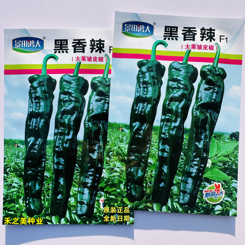 黑香辣大果皱皮椒种子大田基地中早熟羊角形皱皮椒种籽孑皮薄质脆