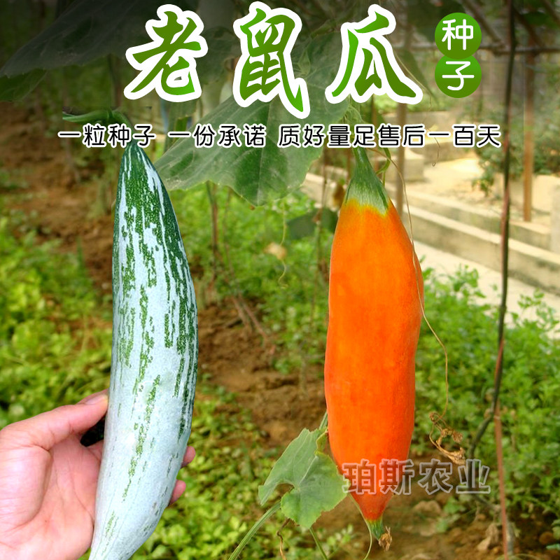 包邮寿光蔬菜种子 老鼠瓜爬藤梅瓜观赏南瓜籽阳台盆栽四季播包邮