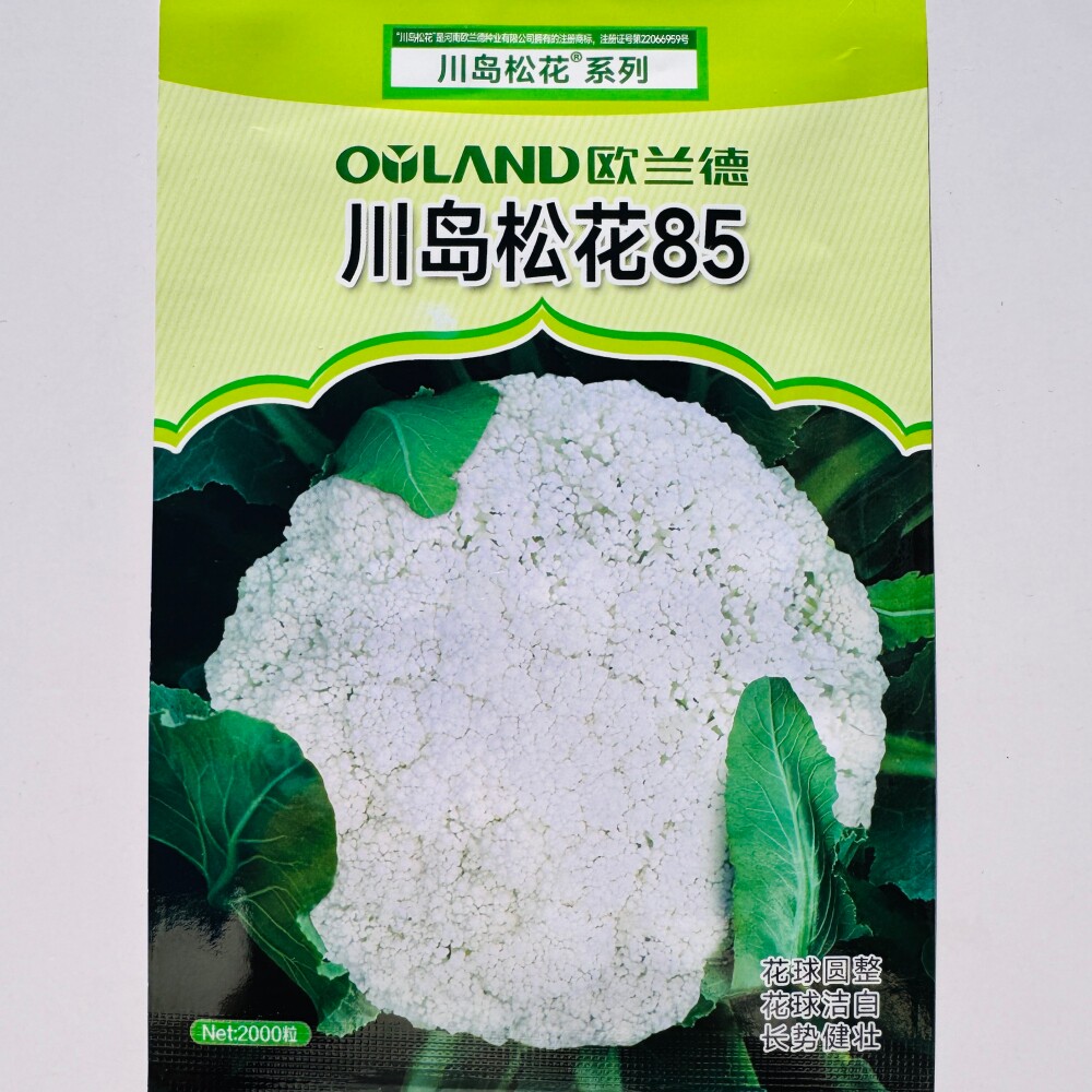川岛松花85白花菜种子杂交中熟耐寒耐湿口感脆嫩浅绿梗松花菜种籽