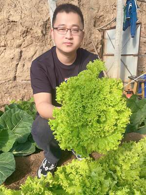 意大利生菜种子大全水培四季生菜种籽孑农家春夏秋冬季菜籽种南方