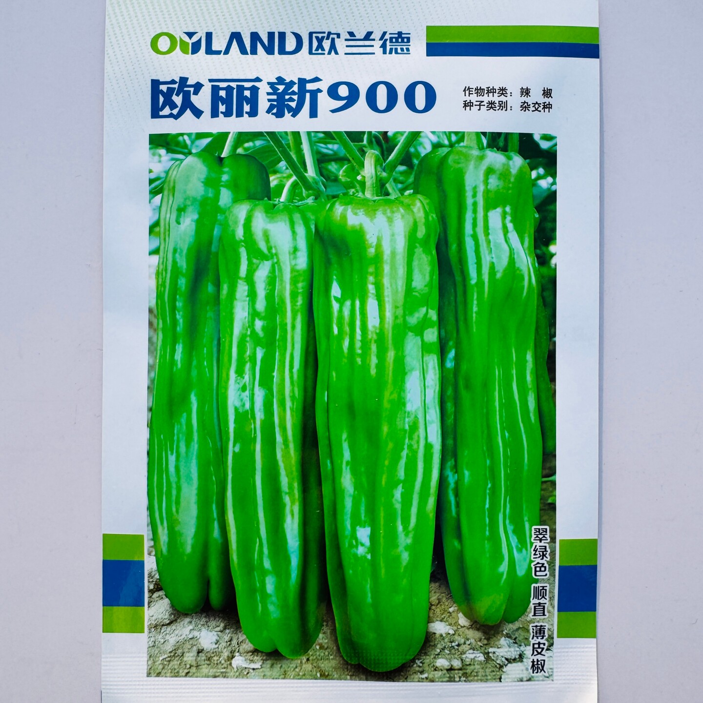 欧兰德 欧丽新900翠绿色大果长灯笼形辣椒种子早中熟皮薄果软微辣