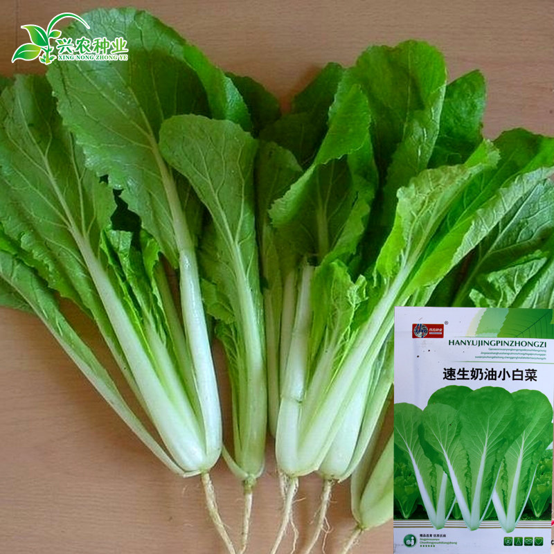 四季速生奶油小白菜种子 阳台庭院种菜籽种易种蔬菜籽 菜种子