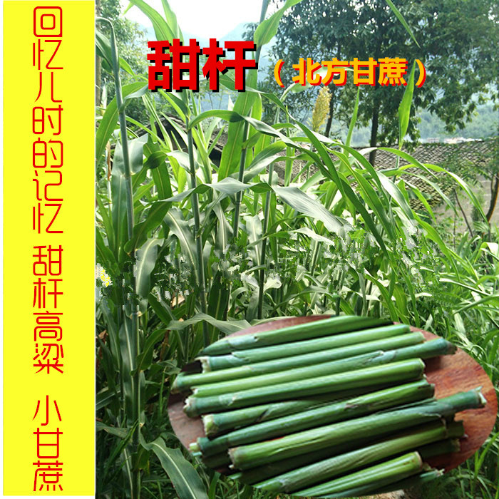 春秋播北方甘蔗种子甜杆  甜高粱  芦栗  甜杆小甘蔗种籽 东北甜