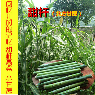 春秋播北方甘蔗种子甜杆  甜高粱  芦栗  甜杆小甘蔗种籽 东北甜