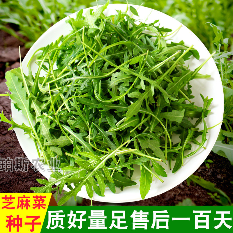 包邮高产小叶芝麻菜种子速生菜种籽四季易种蔬菜阳台盆栽菜园包邮