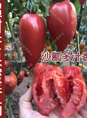 超甜芒果蜜番茄种子 春秋季播水果蔬菜籽 盆栽苗果沙瓤老西红柿孑