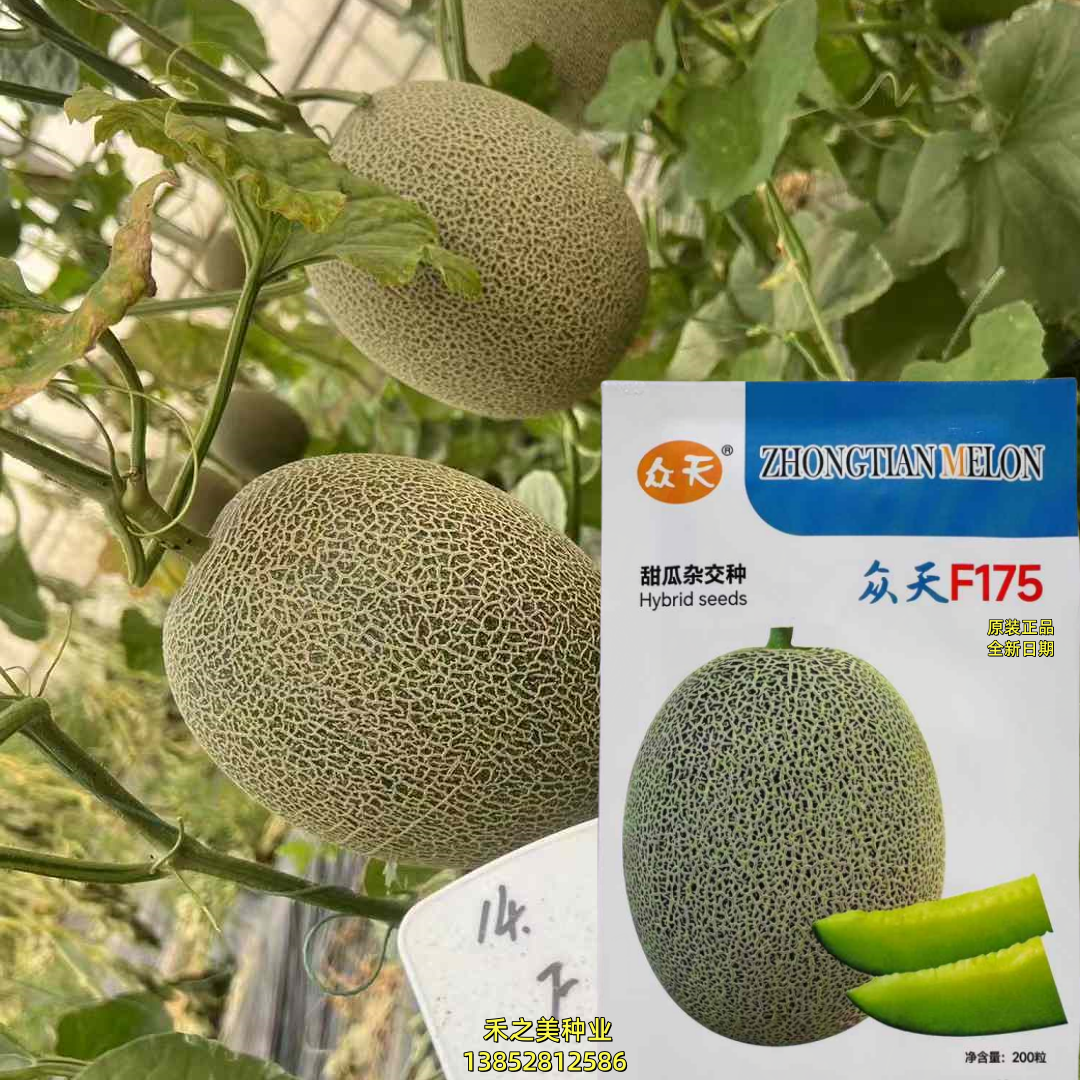 众天F175杂交甜瓜种子果皮深绿色网纹瓜哈密瓜种籽孑基地早熟耐裂