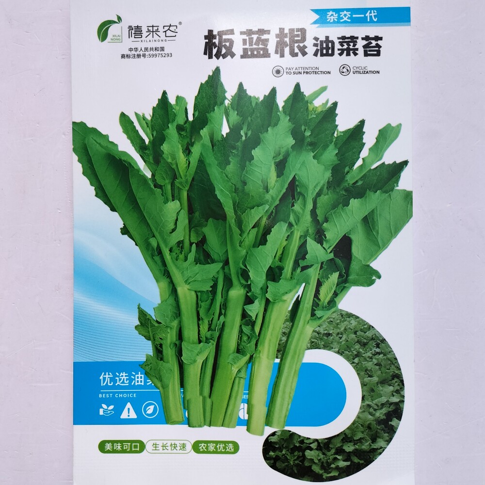 板蓝根油菜苔种子抗病高产早中熟口感软糯翠绿叶菜心菜苔种籽