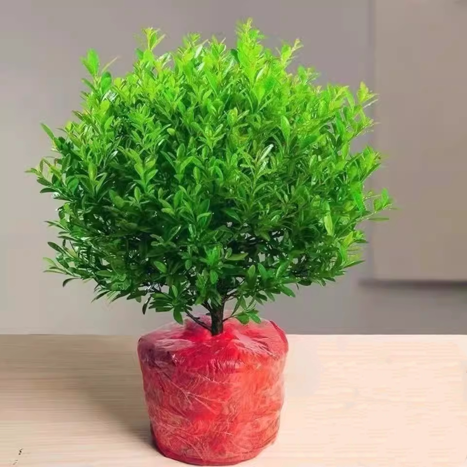 小叶赤楠老桩盆景花卉植物四季常青陶瓷盆室内好养客厅办公室造型