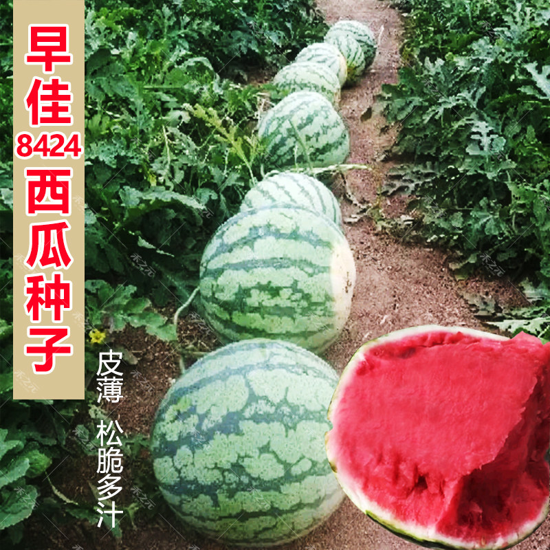 春秋西瓜种子早熟超甜早佳8424冰糖麒麟巨型懒汉西瓜种籽四季春季
