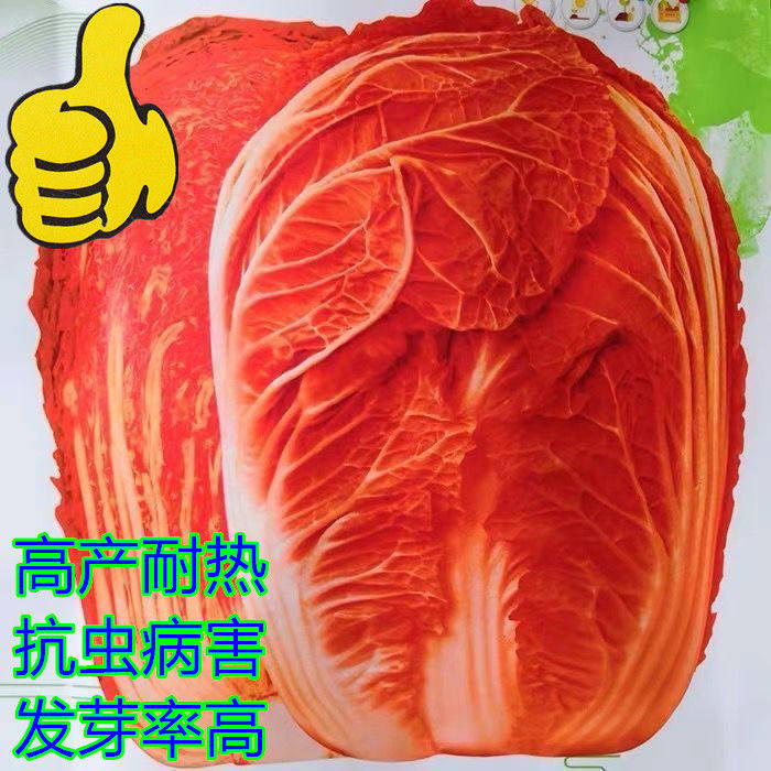红白菜种子新品种火凤凰大白菜仔彩色橘红心白菜籽儿胶州四季秋