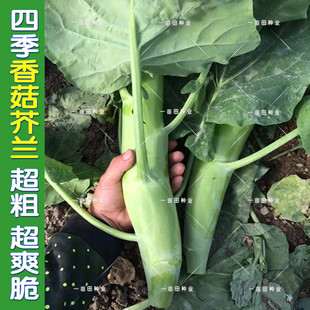 春秋播四季大笋芥兰种籽芥蓝菜种籽 广东芥兰菜籽早熟 四季种 耐