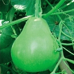 早生瓠瓜  葫芦 种子/阳台种菜/蔬菜瓜水果香草籽