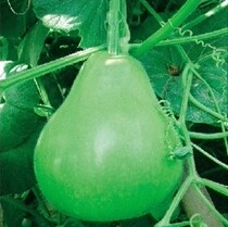 早生瓠瓜  葫芦 种子/阳台种菜/蔬菜瓜水果香草籽