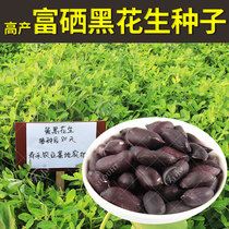 山东寿光富硒黑花生种子 四粒红黑色 黑皮紫黑花生米
