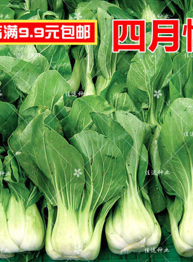 四月慢大青菜种子 青菜小白菜 四季播种庭院阳台蔬菜种子杭州青菜