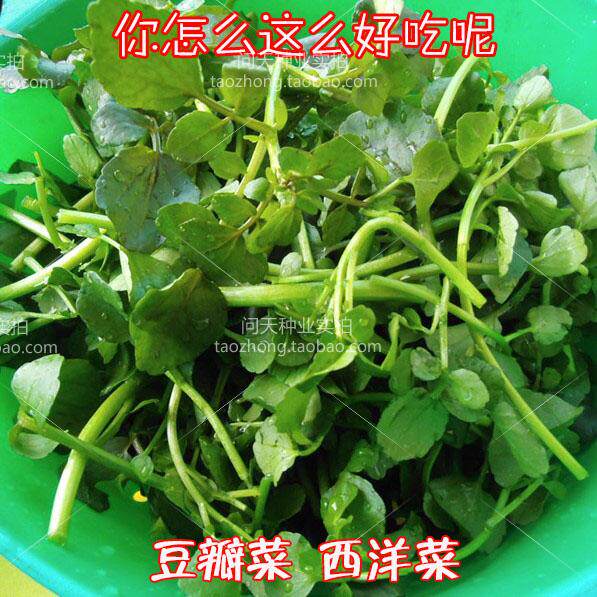 【西洋菜种子】豆瓣菜种子 被称为超及蔬菜种子 野菜种子 四季播
