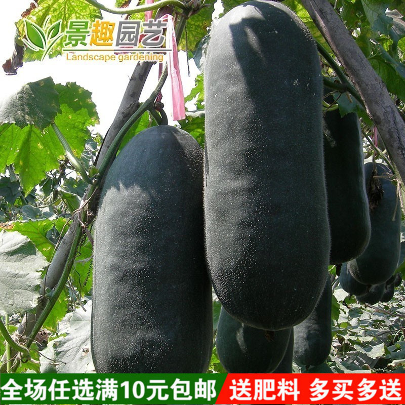 广东黑皮冬瓜种子种菜庭院种菜蔬菜蔬果种子阳台盆栽四季播种