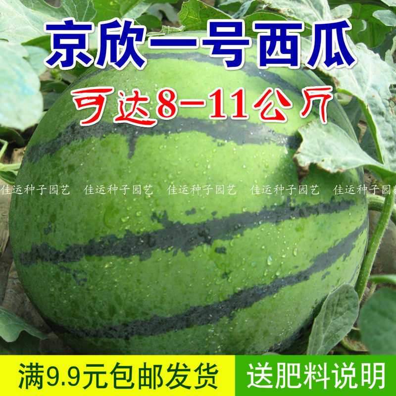 京欣一号西瓜种子 红壤超甜西瓜种植 包邮