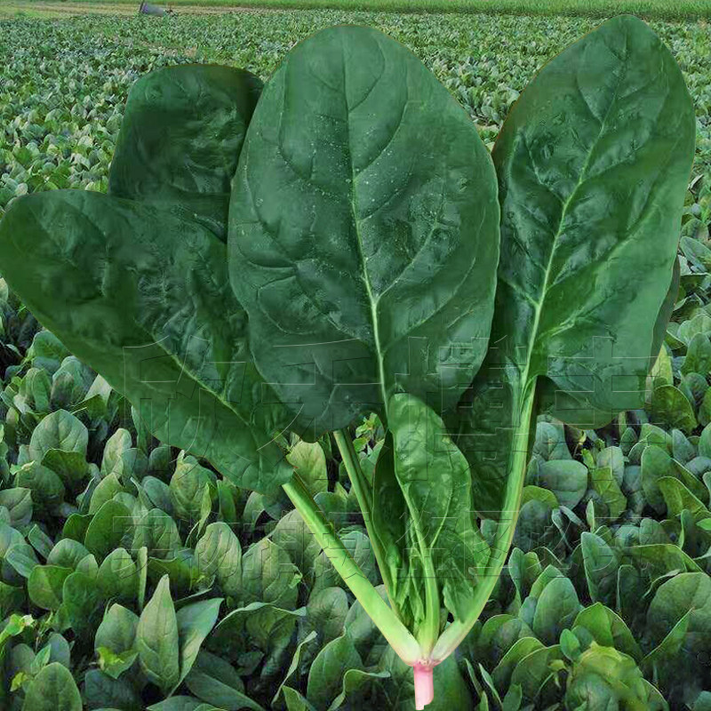 大叶菠菜种子耐寒阳台500克耐热四季播春季冬季红根小菠菜种籽