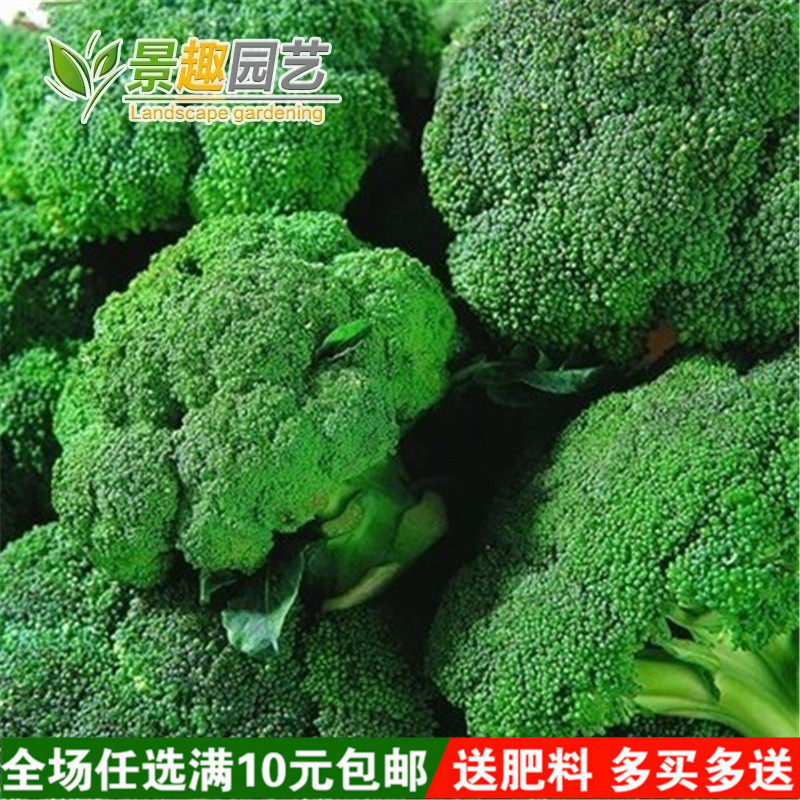 四季播蔬菜种子绿霸王西兰花种子花青花椰菜种子大面积种植花菜籽