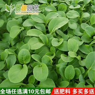 优质鸡毛菜种子 青帮小油菜 小白菜 纤维少 汉堡咖啡菜 耐热抗寒