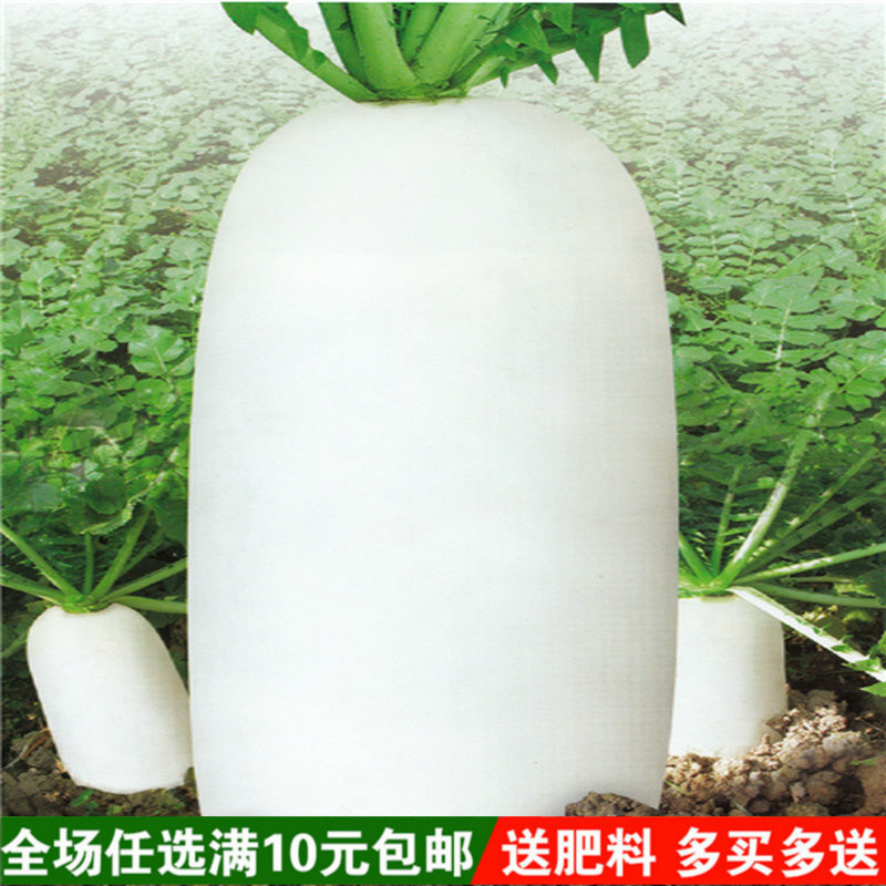 秋季夏季播白萝卜种子特大四季播九斤王迟萝卜地栽四季蔬菜萝卜苗