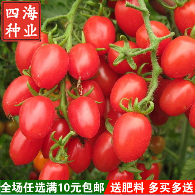樱桃番茄种子红圣女果种子台湾俏美人四季播阳台盆栽蔬菜种子