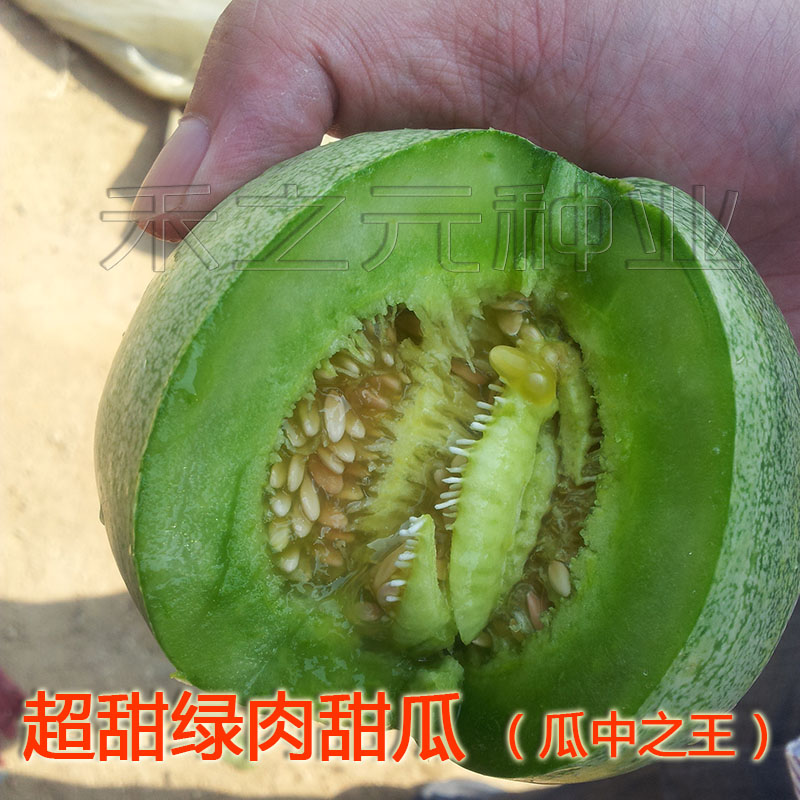 绿宝石薄皮超甜正品甜瓜种子春季四季脆瓜早熟高产香瓜种