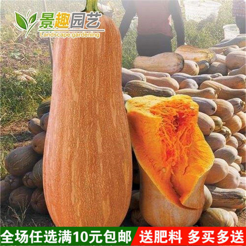 蜜本南瓜米种子 秘本密本南瓜种子蔬菜种子阳台庭院